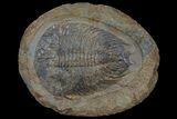 Ordovician Trilobite (Dikelokephalina) - Ouled Slimane, Morocco #174861-1